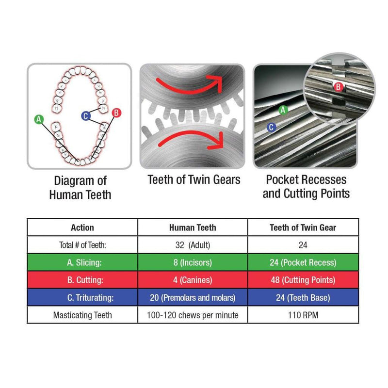 Diagram comparing human teeth and twin gears function